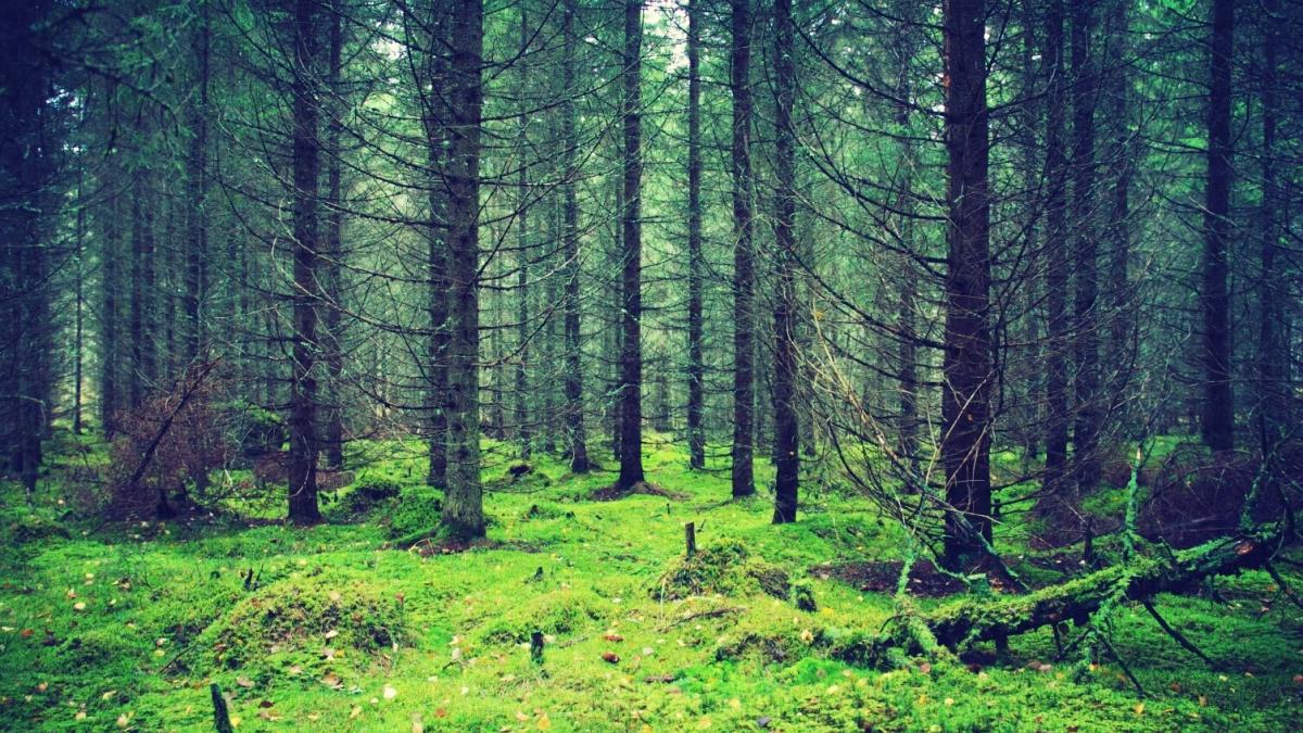 green trees - icon for natural resources
